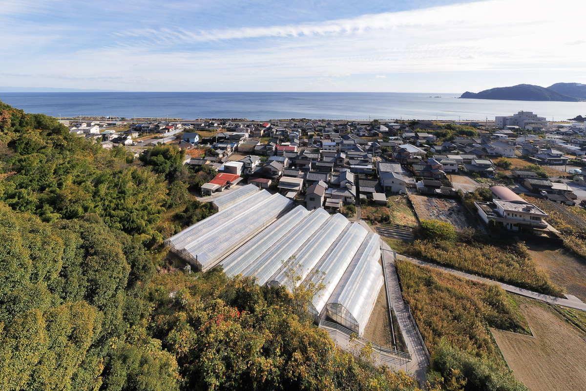 沢山のミニトマト