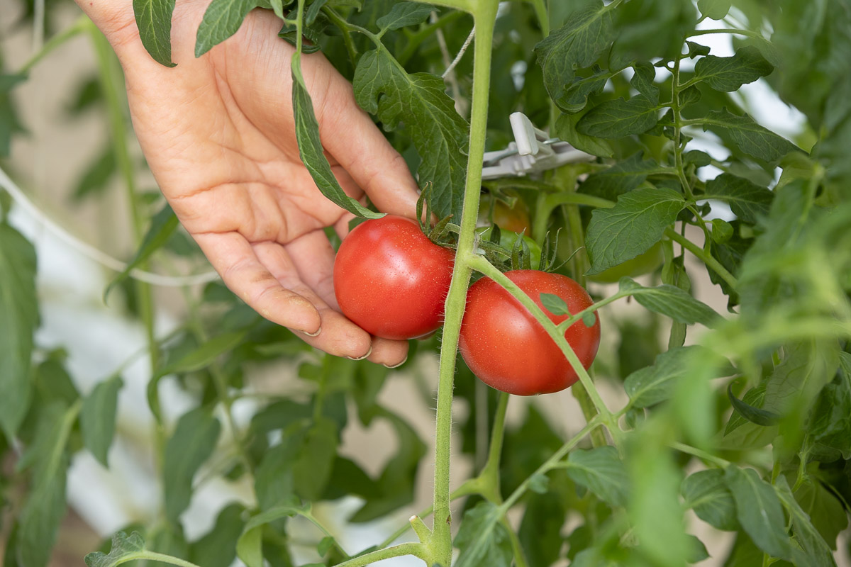 両手いっぱいの中玉トマト