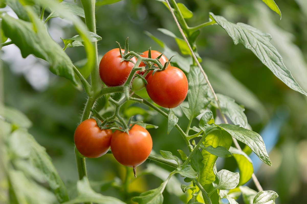 緑から赤へグラデーションしたミニトマト