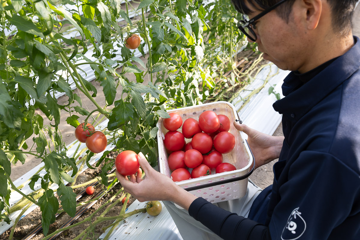 両手いっぱいの中玉トマト
