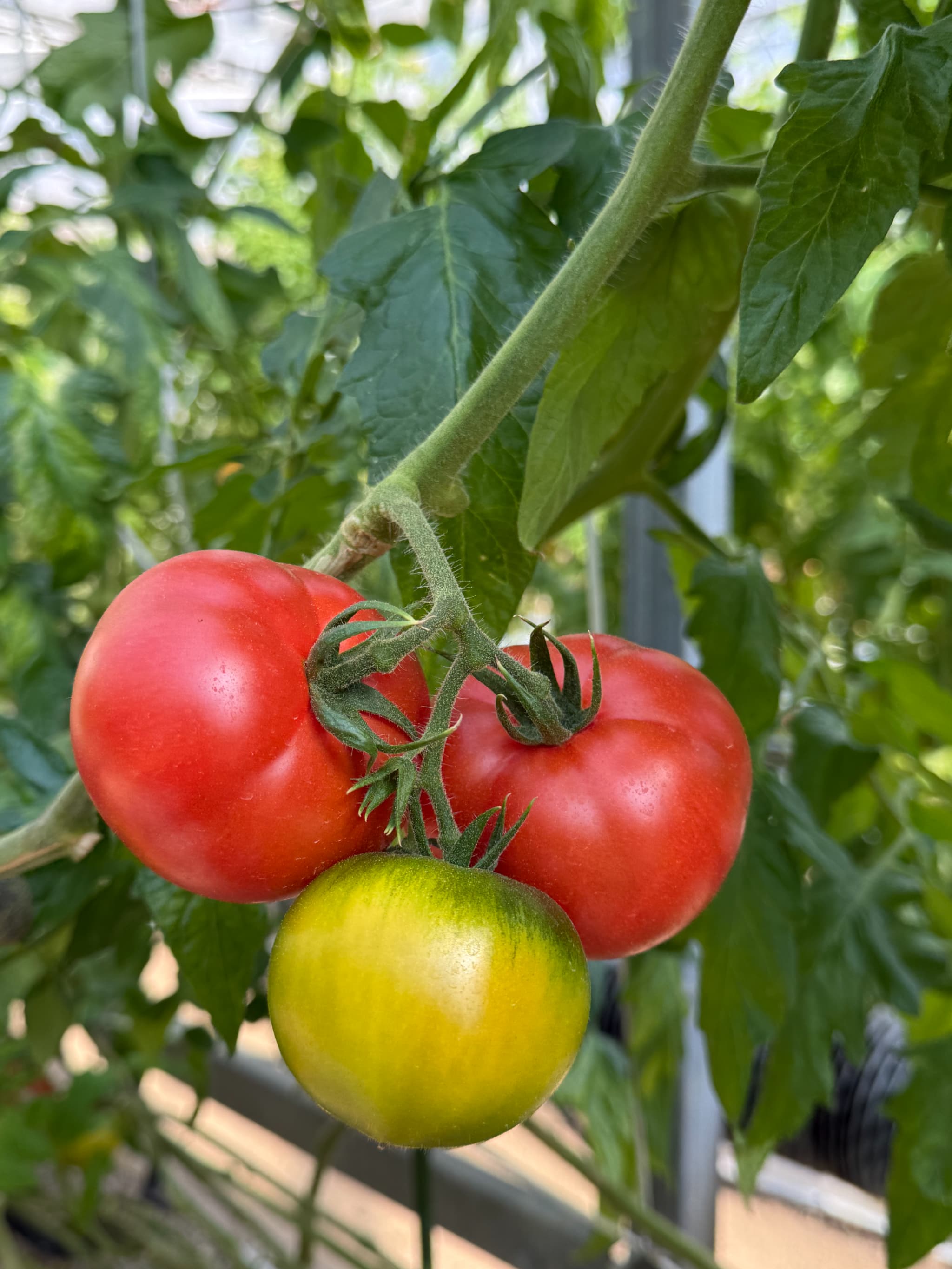 6個が密集した大玉トマト