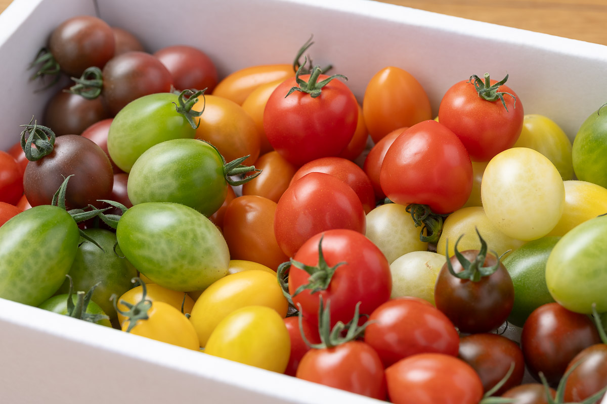 ハウス内のミニトマト