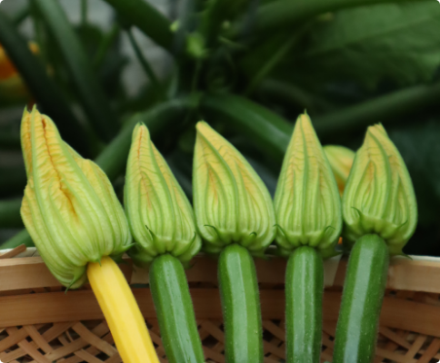 畑に育った花ズッキーニ