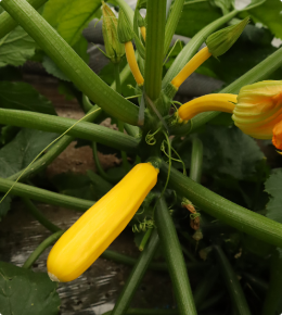 黄ズッキーニ