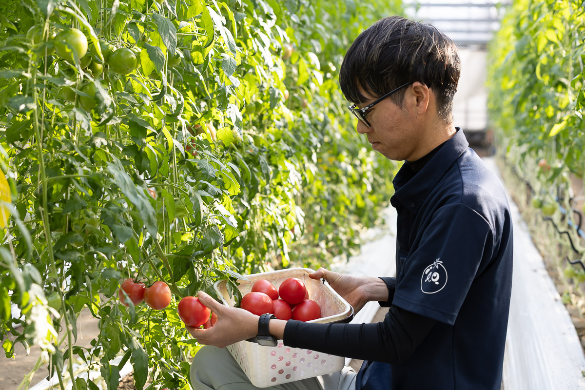 苗に育つミニトマト
