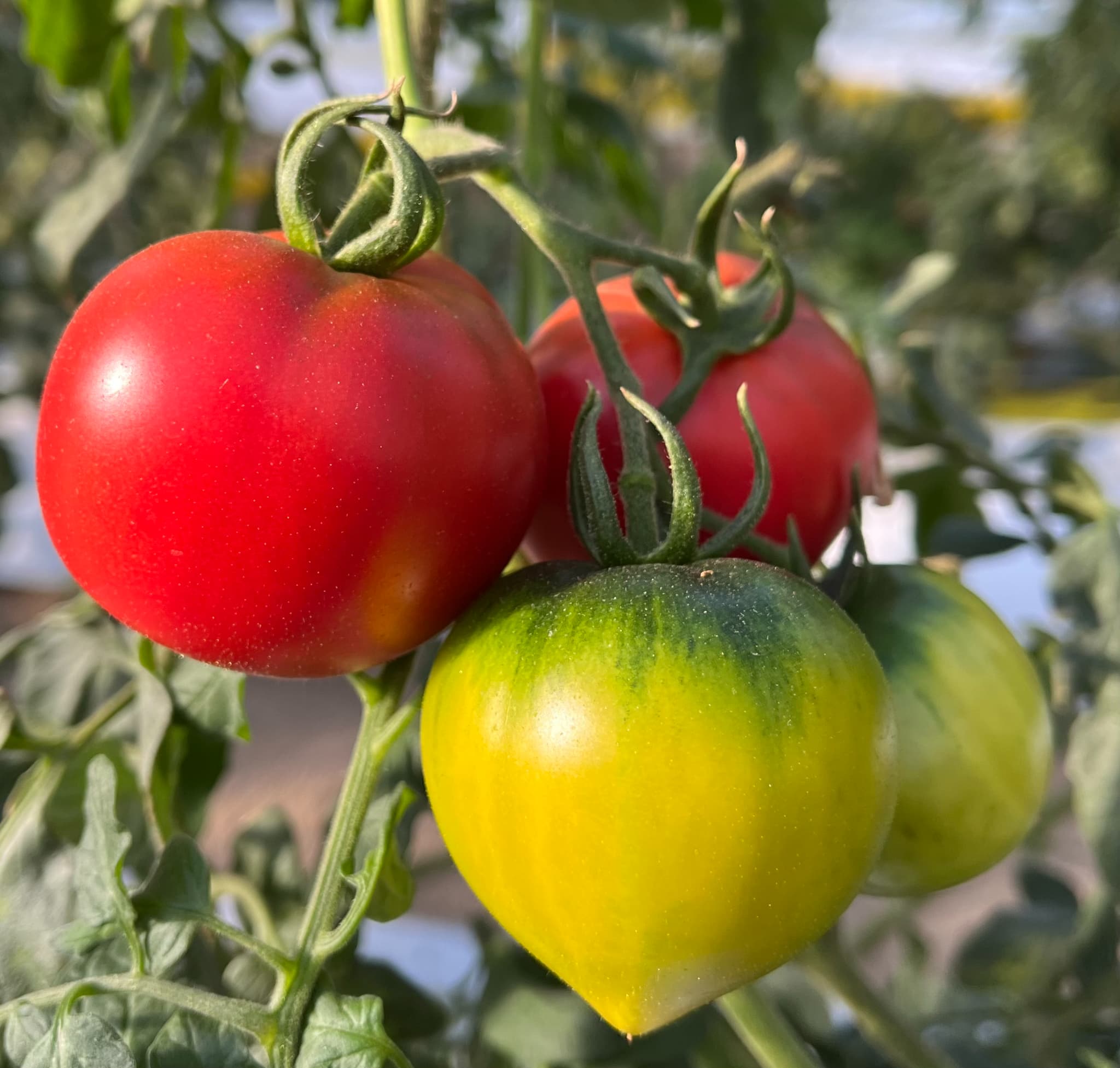 大量のズッキーニ