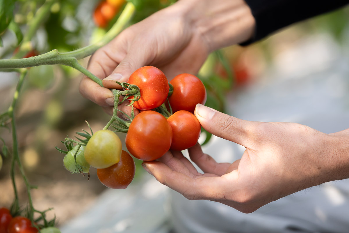 ハウス内に育った大玉トマト