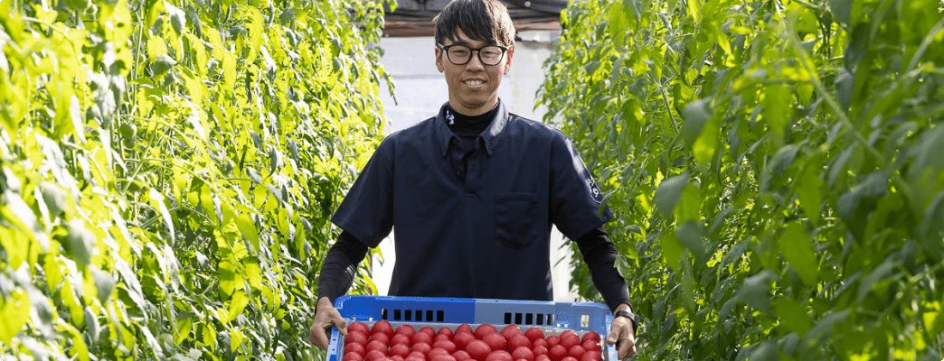 緑から赤へ成長するミニトマト