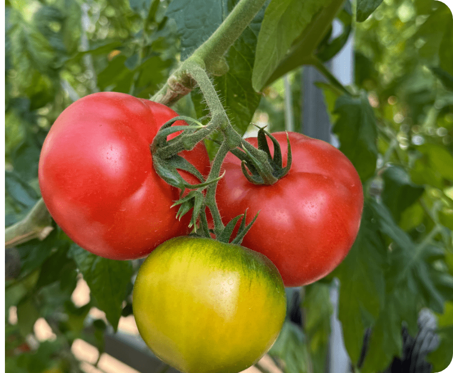 たくさんの大玉トマト
