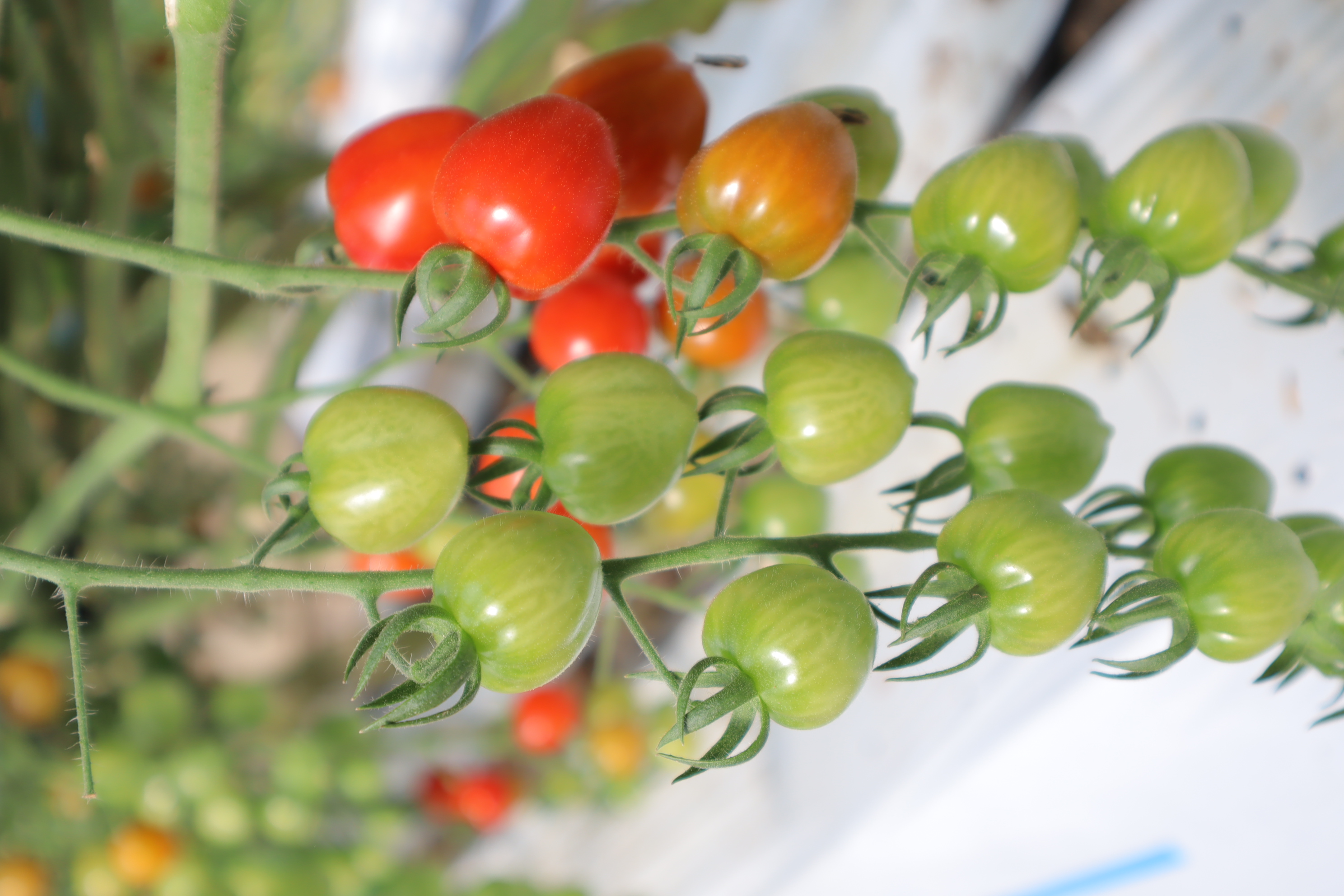 緑から赤へのグラデーションになったミニトマト