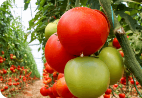 赤く実った大玉トマト
