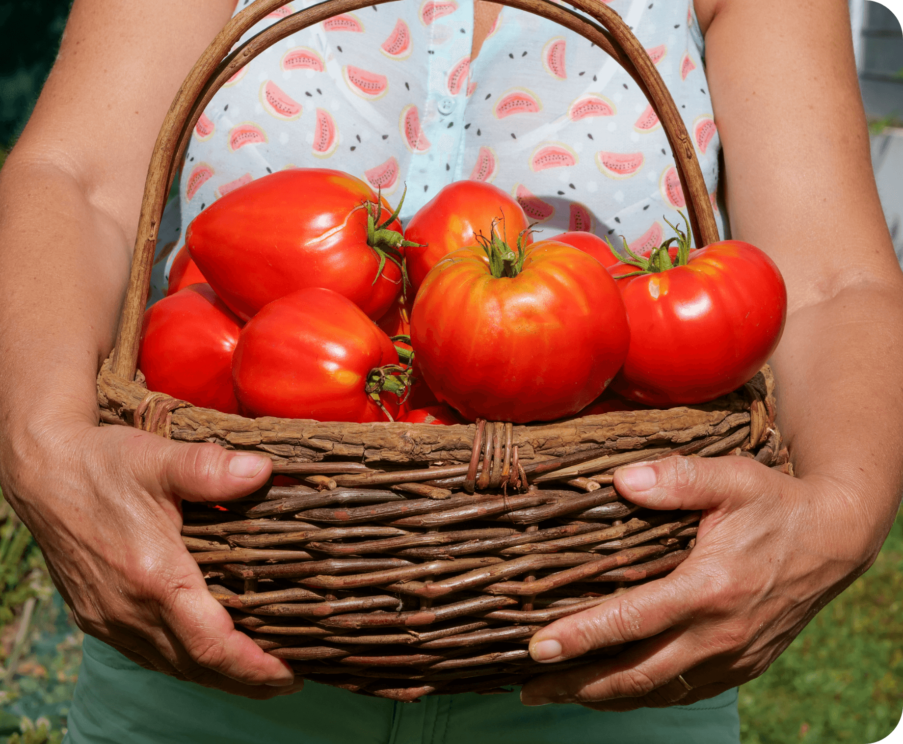 かごいっぱいのトマト