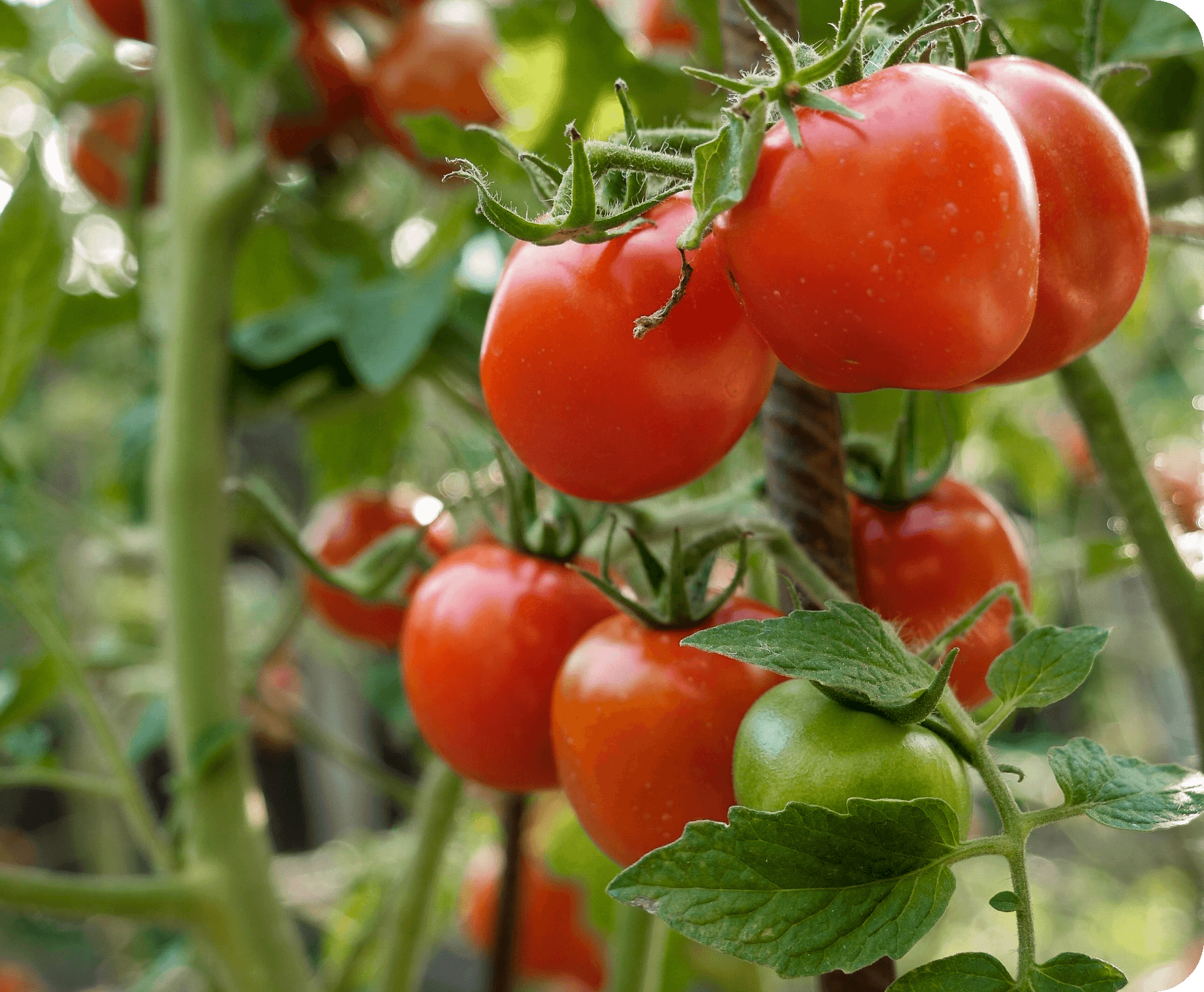 ハウス内に育った中玉トマト