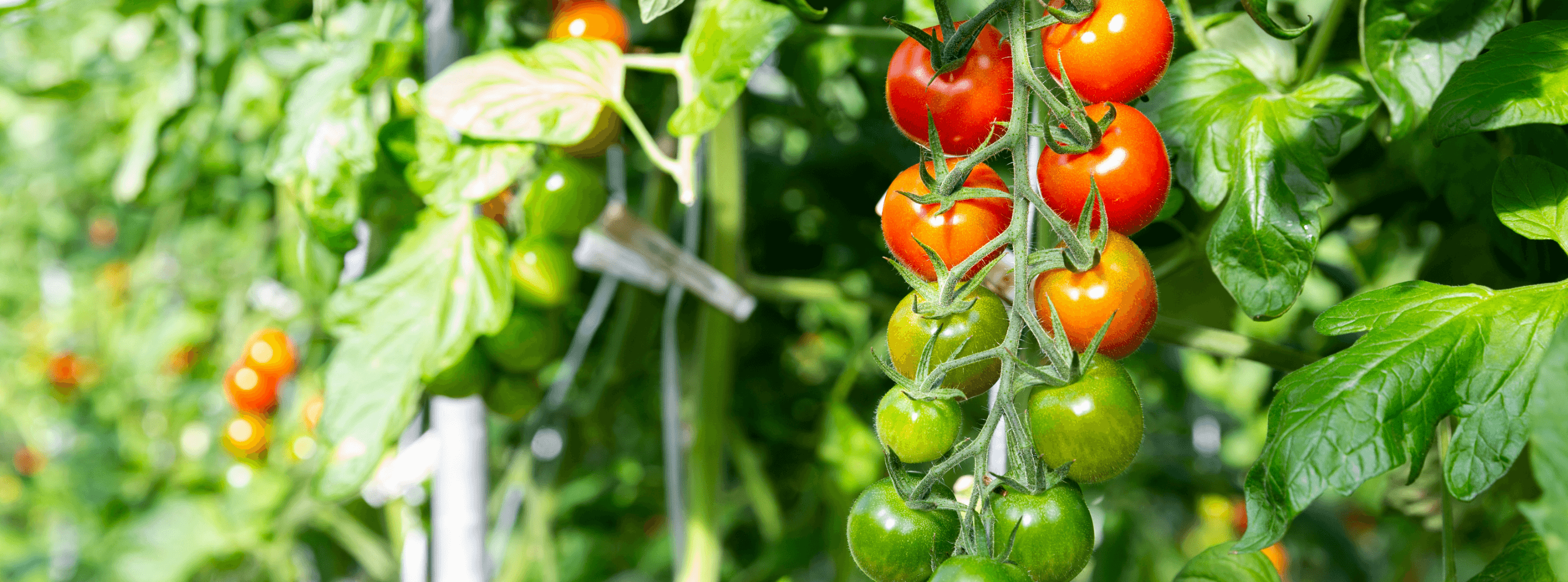 緑から赤へのグラデーションになったミニトマト