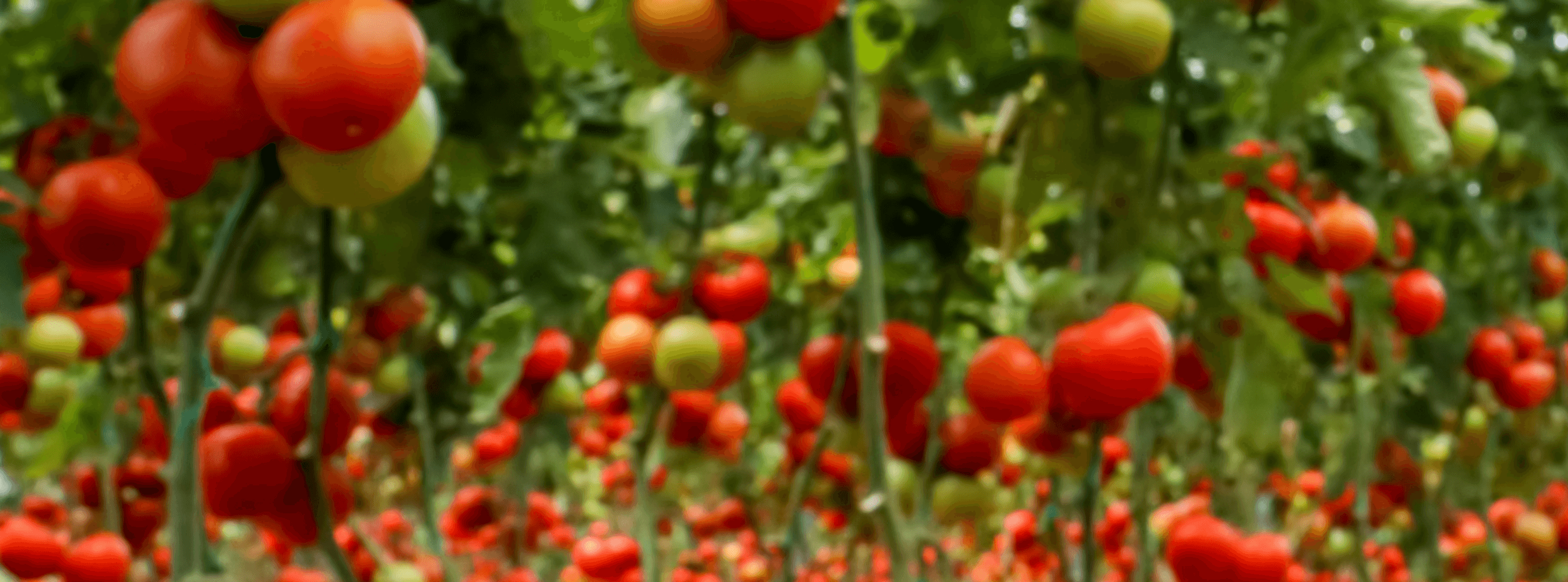 畑になったたくさんのトマト