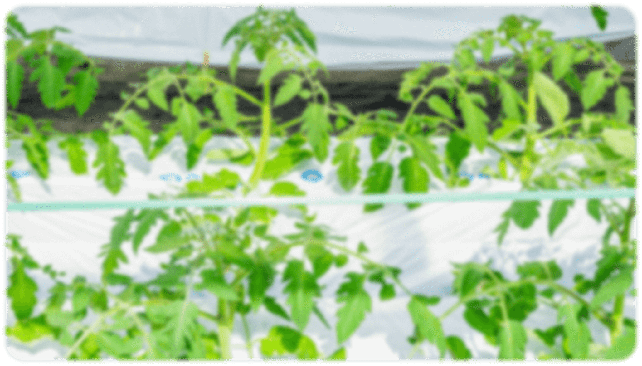 ビニールハウス内のトマトの収穫前