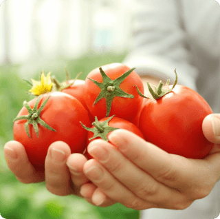 両手いっぱいのトマト