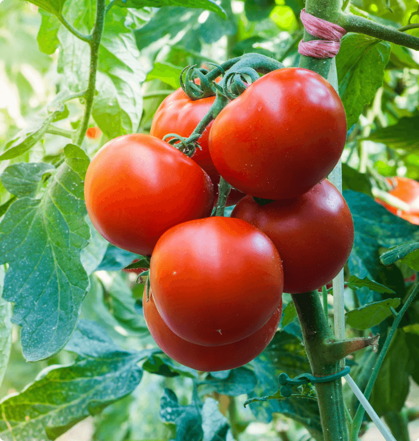 6個が密集した大玉トマト